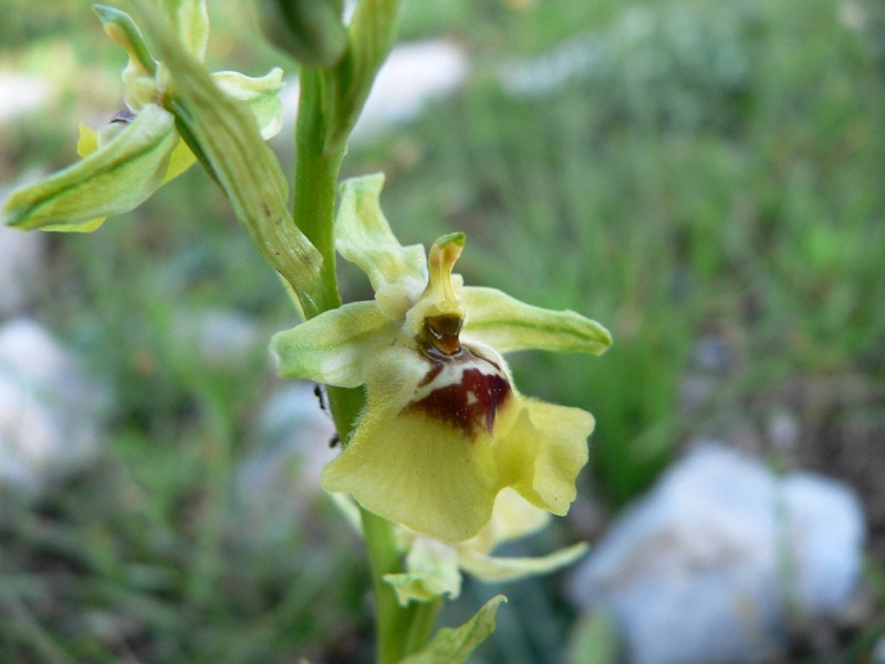 Ophrys lacaitae, Ophrys apifera